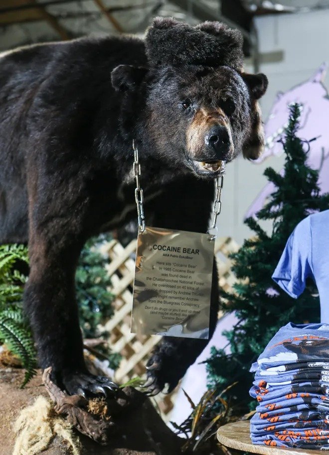 Медведь скончался от передозировки, съев 34 кг кокаина