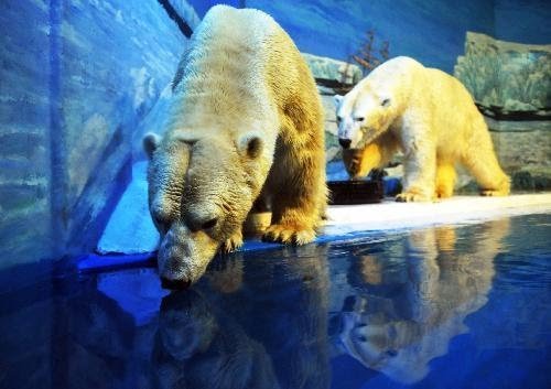 Уникальный отель с белыми медведями в Китае
