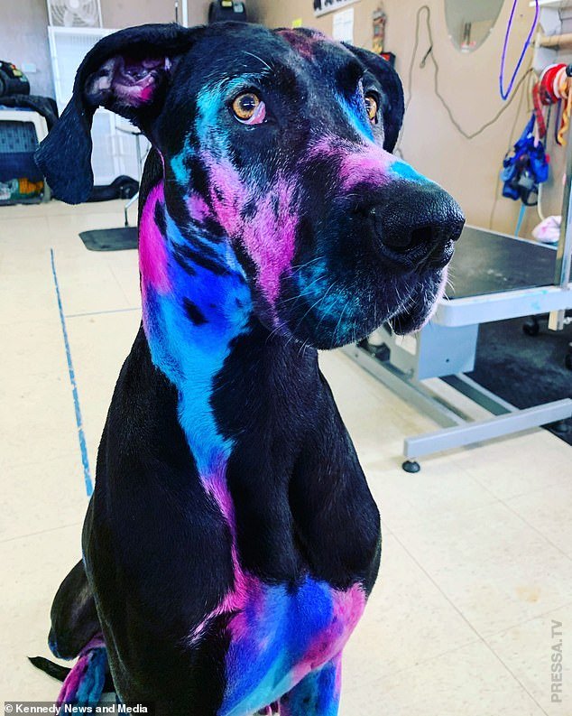 Женщина красит свою собаку, чтобы выглядела необычно