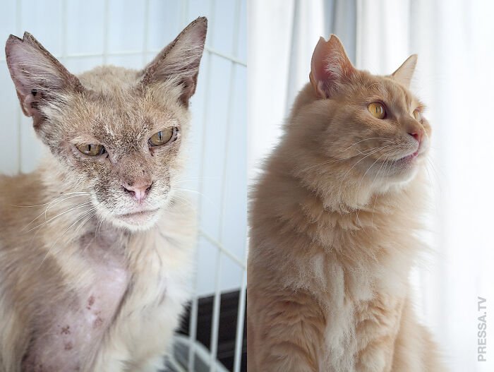 Трансформация спасённого кота Чатаро