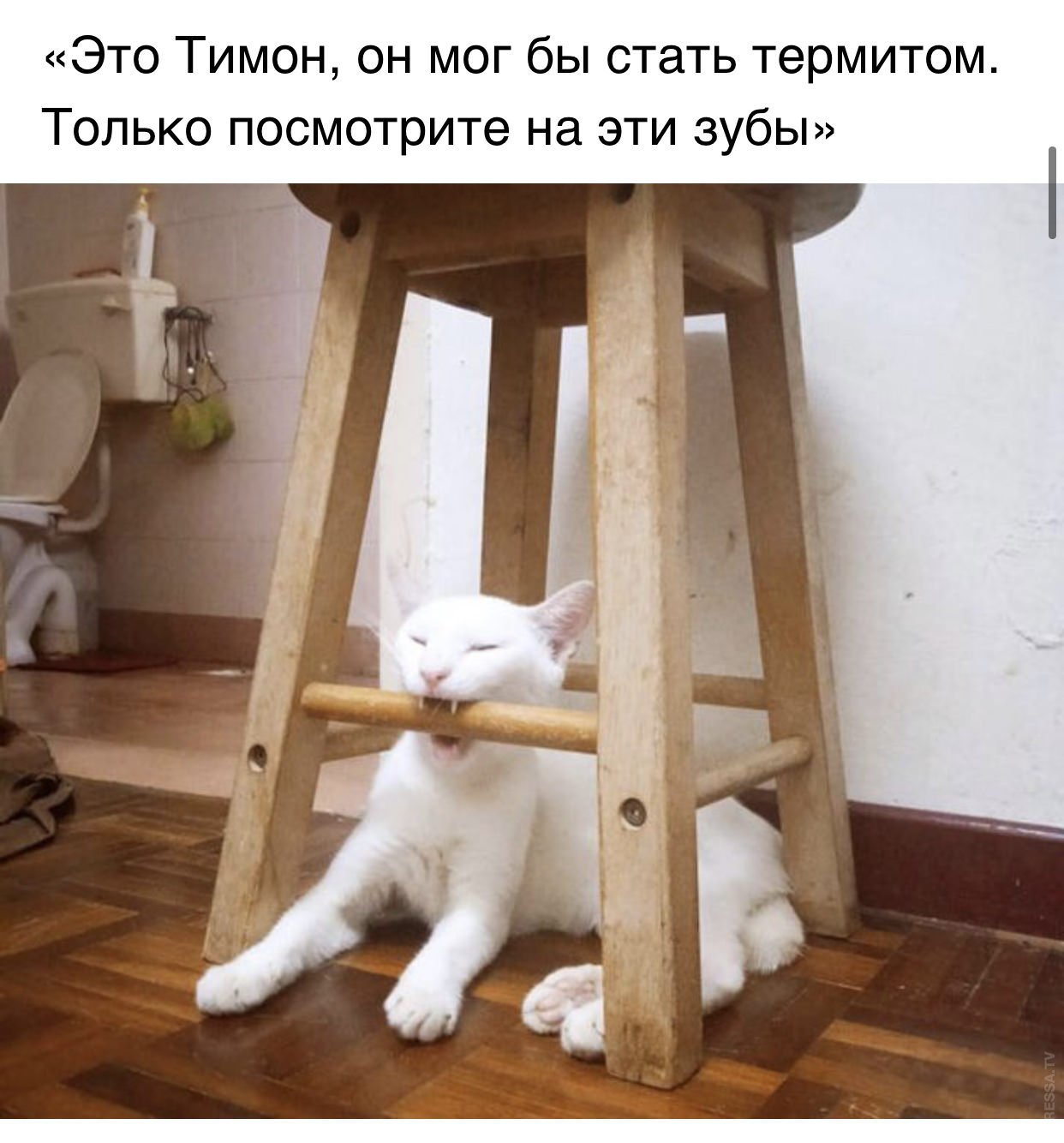 Смешные фото с котами