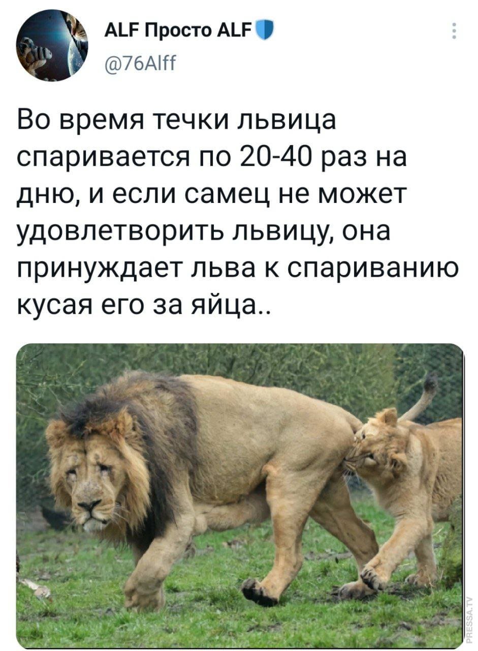 Что за лев этот тигр откуда фраза. Тигриный Лев прикол. Лев Мем. Лев этот тигр Мем. Львица кусает.