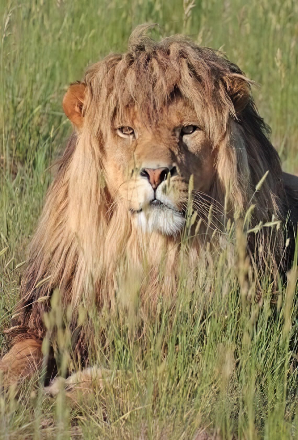 Молодые львы самцы