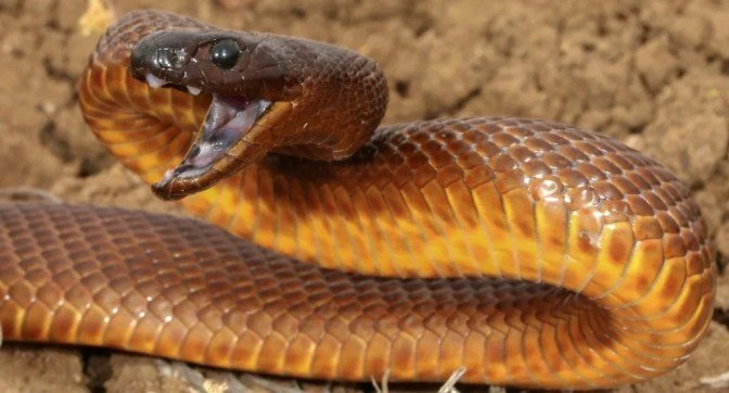 Тайпан Маккоя - самая ядовитая в мире змея, от укуса которой еще никто не погиб
