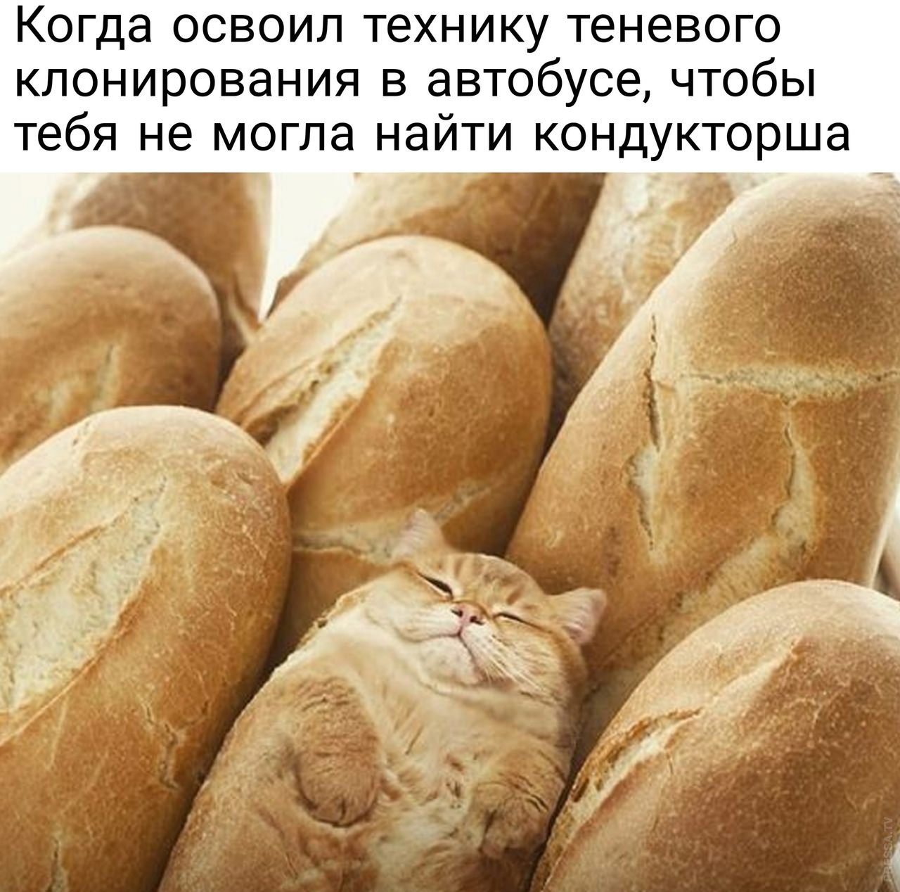 Как называется когда не замечаешь. Хлебный кот. Кошачья булочка. Кот булка хлеба. Коты булочки.