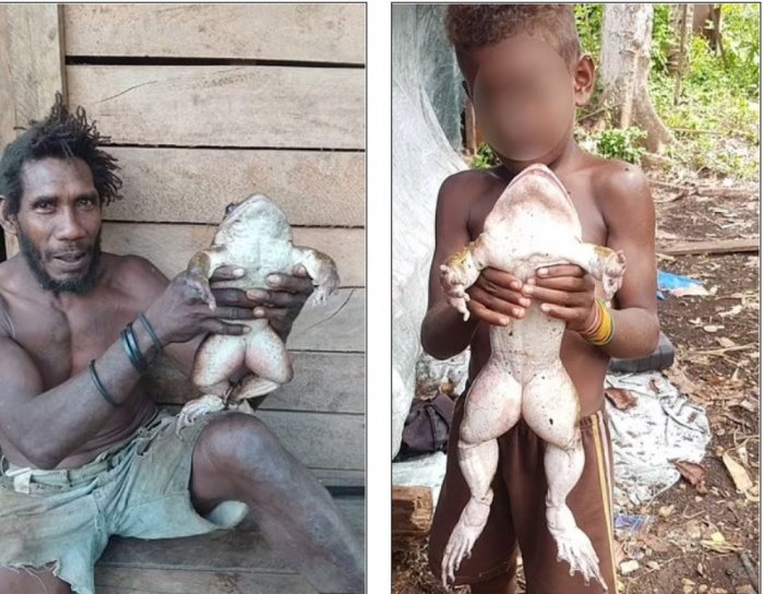 На Соломоновых островах местные жители нашли огромную лягушку
