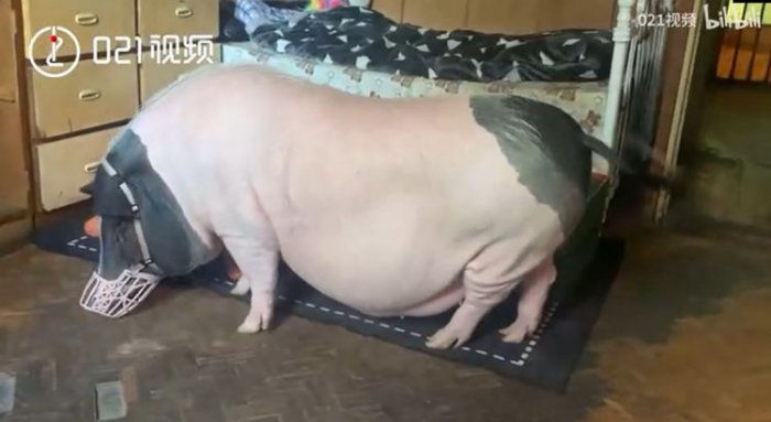 Карликовая свинка выросла до 150 кг