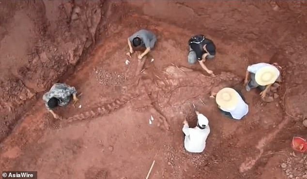 В Китае обнаружен скелет гигантского динозавра