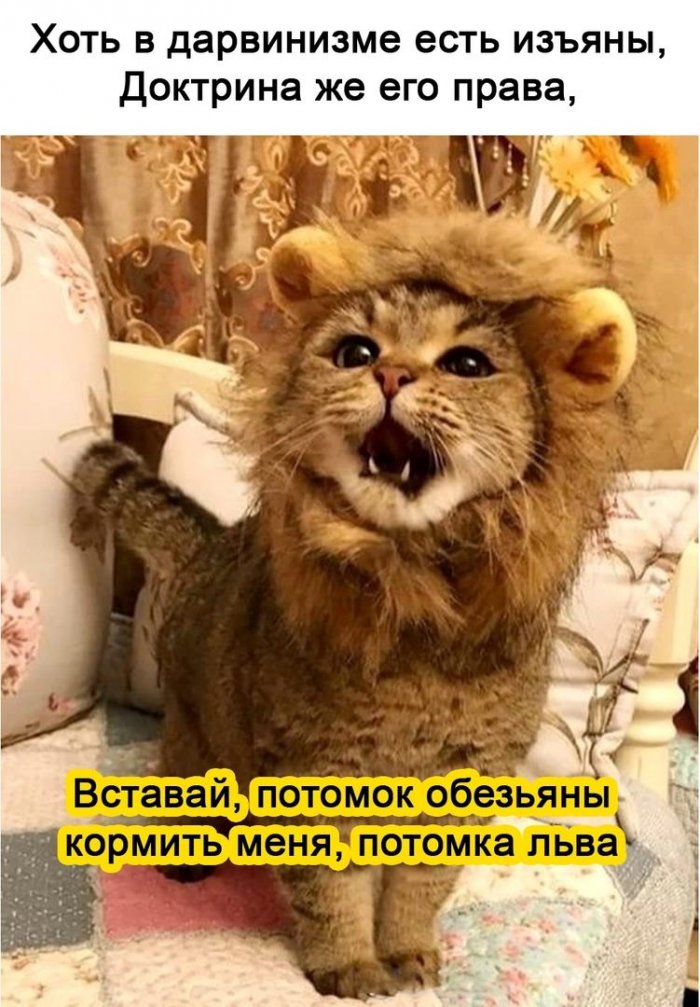 Я ж говорила, что я лев! 
