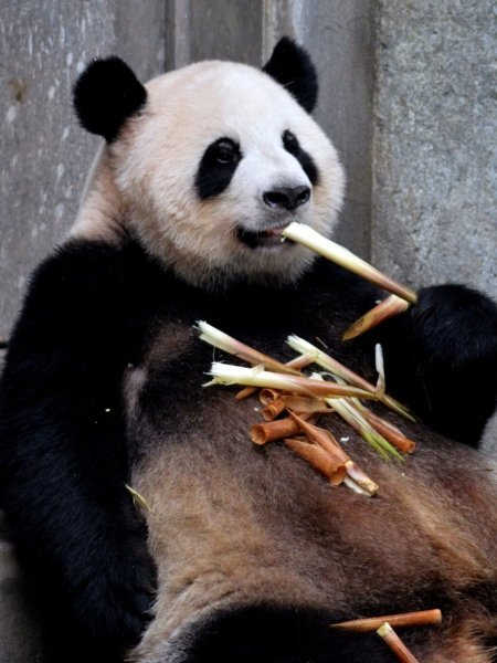 Гигантские панды больше не находятся под угрозой исчезновения