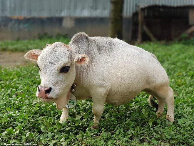 Самая маленькая корова в мире живет в Бангладеш