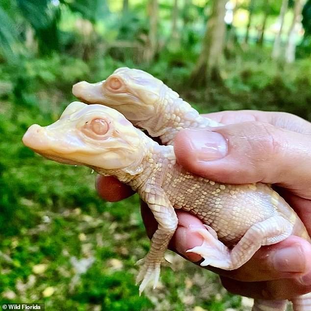 В зоопарке Флориды родились аллигаторы-альбиносы