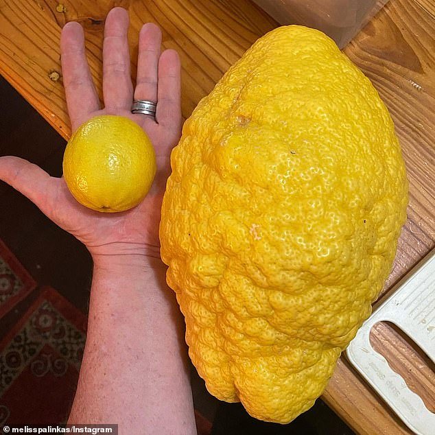 В Австралии вырастили лимон-гигант, весом 2,6 кг