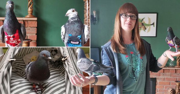 Девушка тратит 4000 фунтов стерлингов в год на домашних голубей, у которых есть собственная комната, гардероб и детская коляска