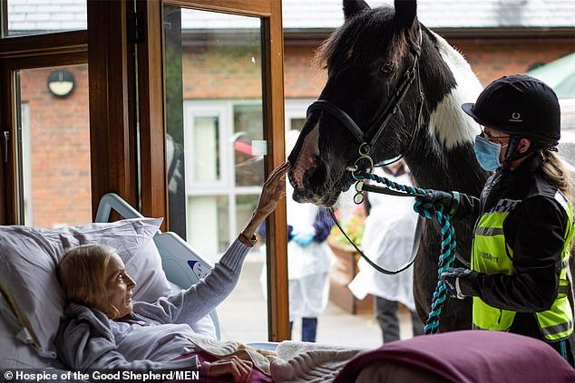 Смертельно больная женщина получила возможность в хосписе проститься с любимыми собаками и конем
