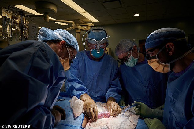 Хирурги впервые успешно пересадили почку свиньи человеку