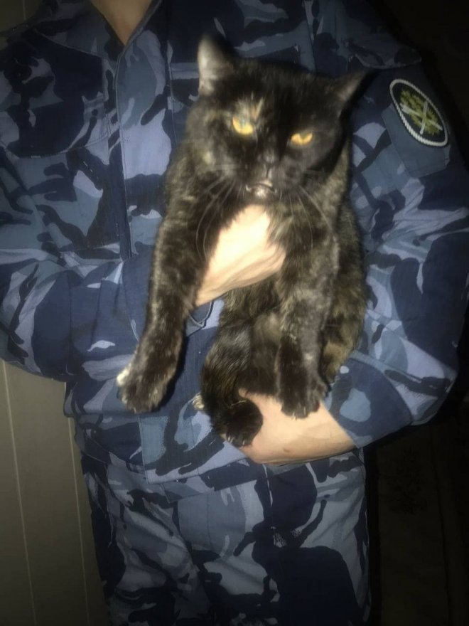 В Ивановской области поймали кота - наркокурьера
