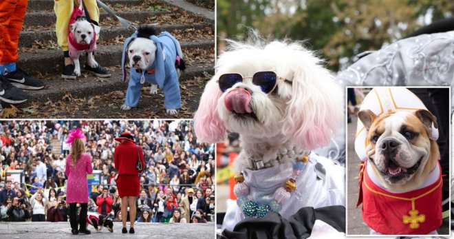 Лучшие наряды собак на конкурсе костюмов на Хэллоуин в Нью-Йорке