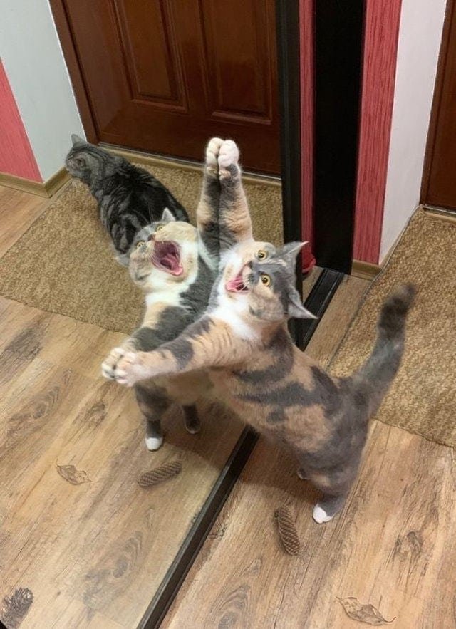 Забавные фотографии кошек у зеркала