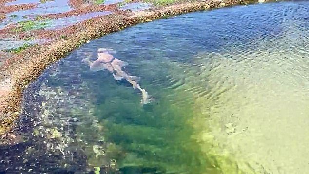 В популярном австралийском бассейне заметили акулу