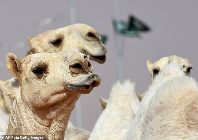 Более 40  верблюдов  не допустили к Конкурсу красоты в Саудовской Аравии из-за ботокса