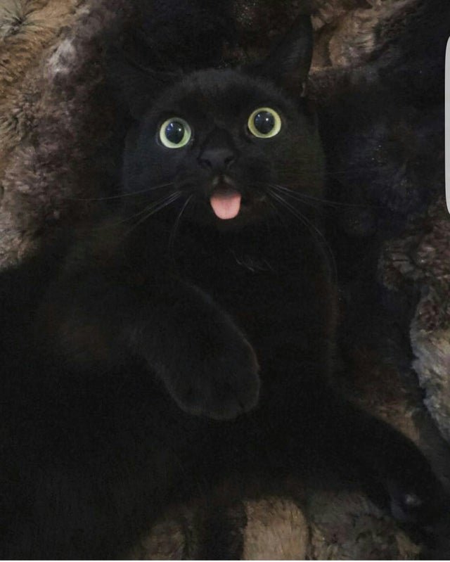 Черные  кошки - обожаемые и любимые