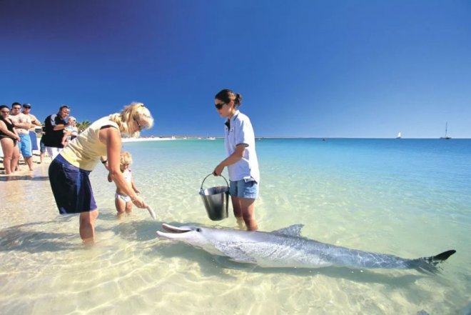 Monkey Mia - единственный австралийский пляж с дельфинами