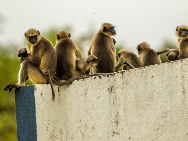 В Индии обезьяны убили 250 собак, отомстив за смерть маленькой обезьянки