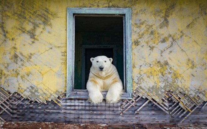 Российский фотограф заснял белых медведей на заброшенной метеостанции