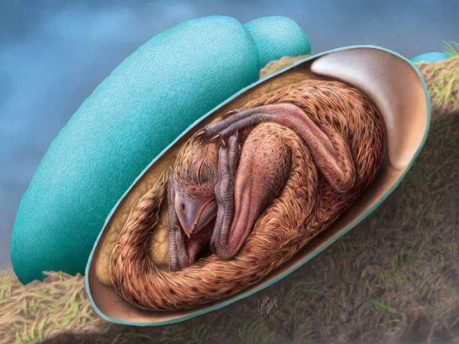 В Китае найден эмбрион динозавра внутри окаменевшего яйца
