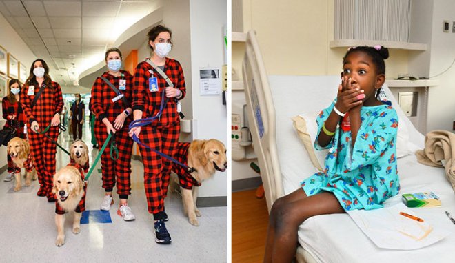 Эти собаки удивили больных детей, посетив их в больнице за несколько дней до Рождества