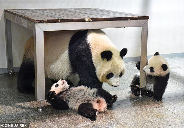В Токийском зоопарке впервые показали публике панд-близнецов, родившихся летом