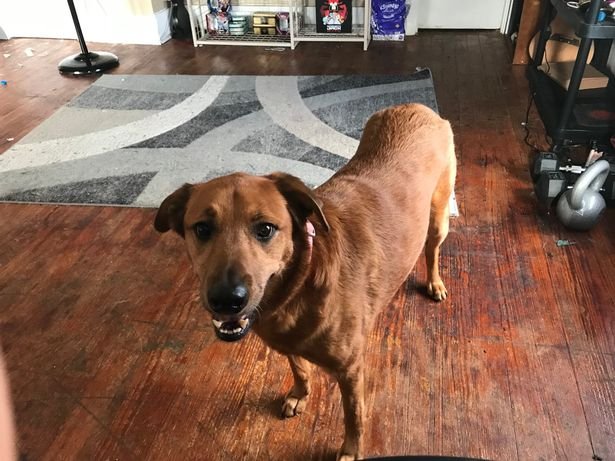 Пропавшая три года назад собака найдена за 1800 км от дома