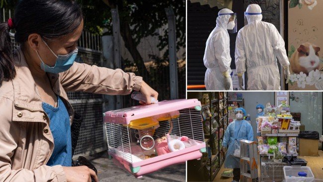 В Гонконге обнаружили коронавирус у хомяков и началась их массовая выбраковка