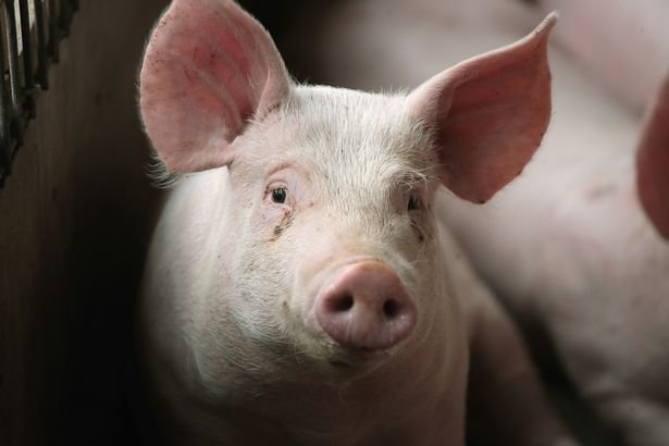 Хирурги впервые в мире успешно пересадили почки свиньи человеку с мертвым мозгом
