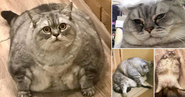 Хозяйка «самой толстой кошки в мире» опровергает обвинения в жестоком обращении