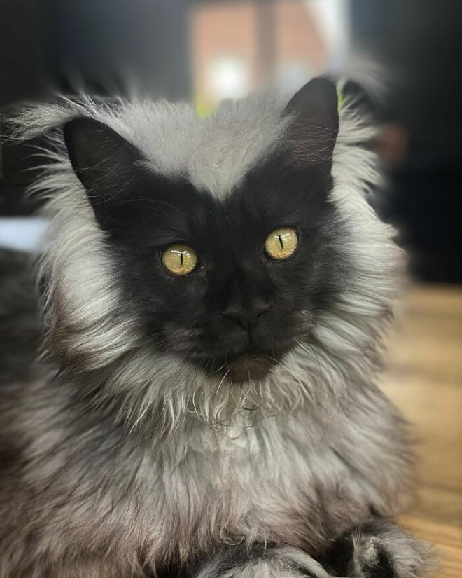 Ричи - кот с экстравагантной внешностью