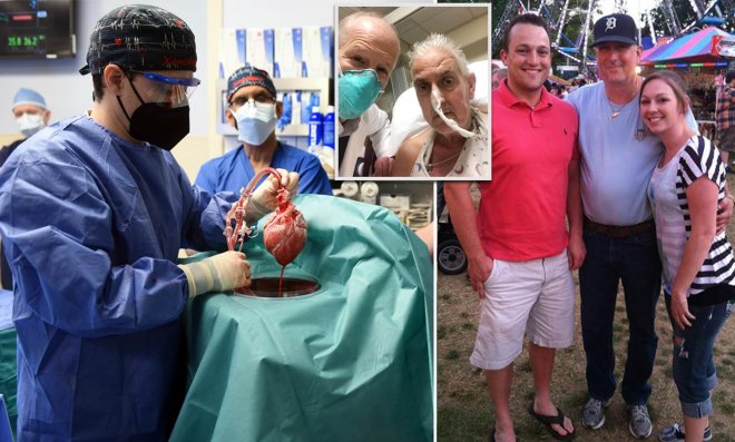 Американские хирурги впервые в мире пересадили сердце свиньи человеку