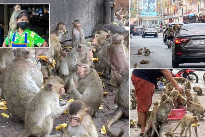Тысячи обезьян терроризируют тайский город Лопбури