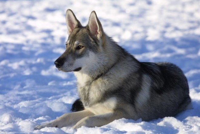 Тамаскан - собака с внешностью волка