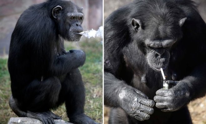 История шимпанзе Азалии, которая выкуривала до 40 сигарет в день