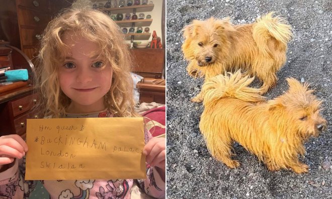 7-летняя девочка написала письмо королеве с просьбой помочь найти двух пропавших норфолк-терьеров