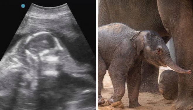 Зоопарк Оклахома-Сити празднует рождение азиатского слоненка Рамы, который прославился своим УЗИ еще до рождения