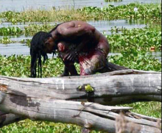 Взрослый бегемот хватает чужого детеныша своими мощными челюстями и бросает обратно в воду