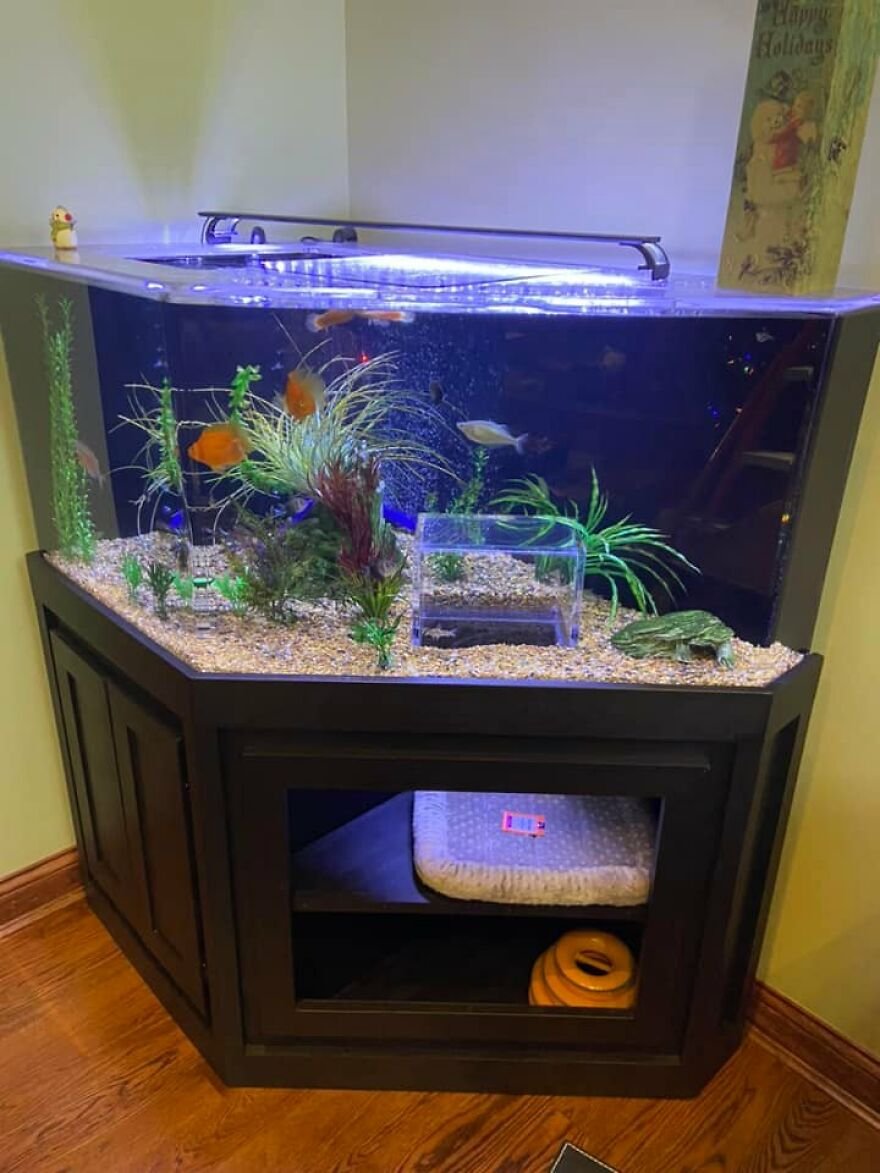 аквариум с окном для кота