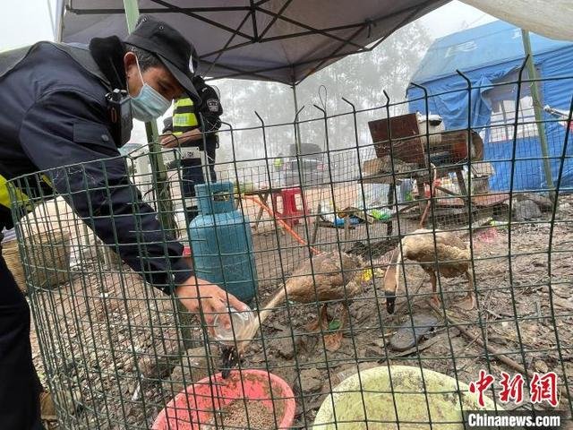 Китайские пограничники используют гусей для обнаружения и задержания нелегальных иммигрантов