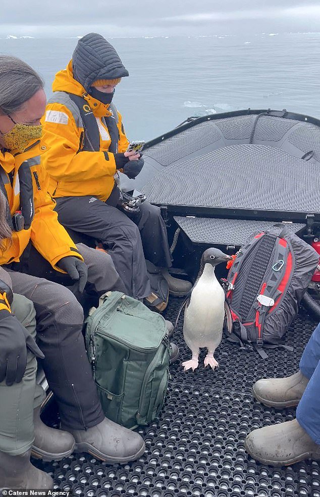 Пингвин, спасаясь от голодного тюленя, запрыгнул к людям в лодку
