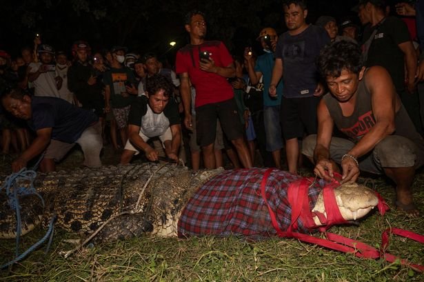 4-метровый крокодил освобожден от резиновой шины, которая была на его шее 6 лет
