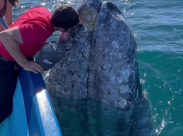 Поцелуи с дружелюбным китом у берегов Мексики
