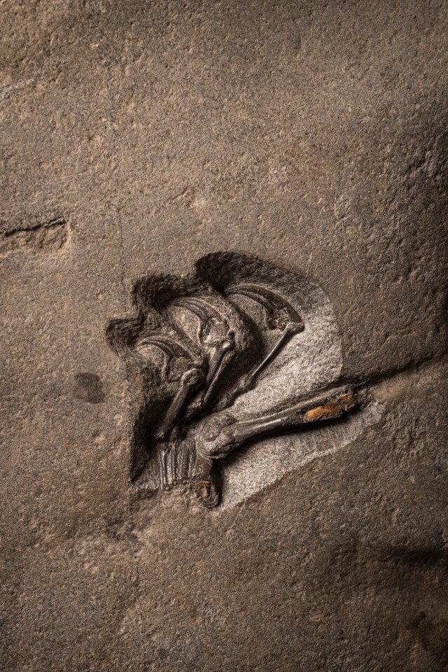 Окаменелые останки гигантской летающей рептилии, господствовавшей в небе 170 миллионов лет назад, обнаружены в Шотландии